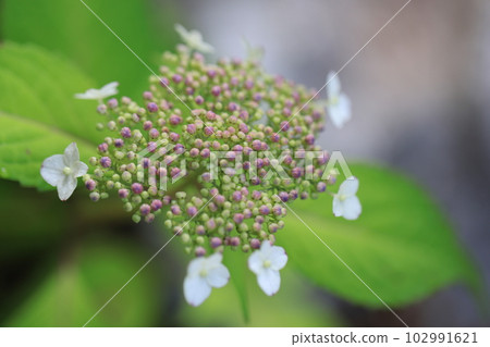 山繡球0693 山繡球0693 102991621