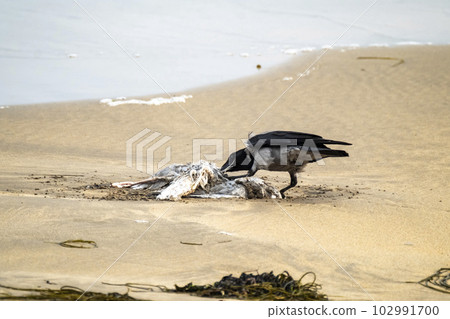 Crow eating a seagull on a sandy beach in Ireland Crow eating a seagull on a sandy beach in Ireland 102991700