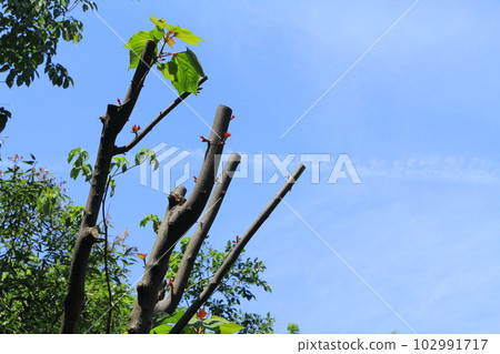 Pruned tree Pruned tree 102991717