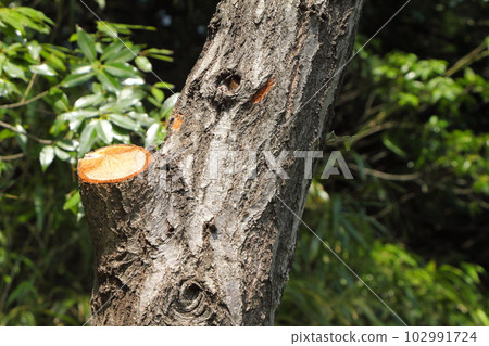 Pruned tree 102991724