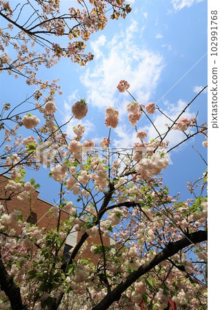大阪造幣局賞花 102991768