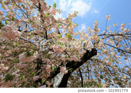Osaka Mint Bureau Cherry Blossom Viewing 102991779