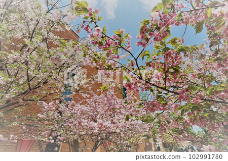Osaka Mint Bureau Cherry Blossom Viewing Osaka Mint Bureau Cherry Blossom Viewing 102991780