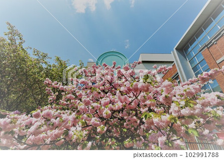 Osaka Mint Bureau Cherry Blossom Viewing Osaka Mint Bureau Cherry Blossom Viewing 102991788
