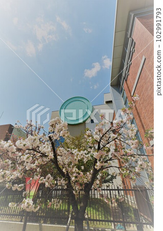 Osaka Mint Bureau Cherry Blossom Viewing Osaka Mint Bureau Cherry Blossom Viewing 102991793