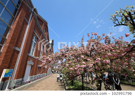 Osaka Mint Bureau Cherry Blossom Viewing Osaka Mint Bureau Cherry Blossom Viewing 102991796