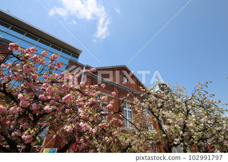 Osaka Mint Bureau Cherry Blossom Viewing Osaka Mint Bureau Cherry Blossom Viewing 102991797