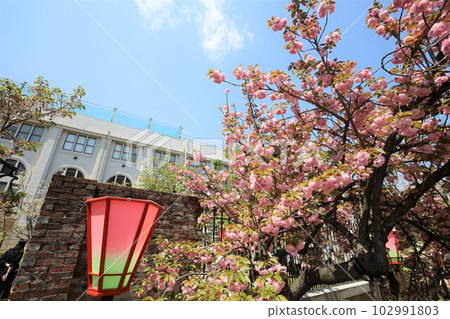 Osaka Mint Bureau Cherry Blossom Viewing Osaka Mint Bureau Cherry Blossom Viewing 102991803