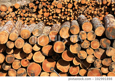 Felled trees, firewood, logs, logs Felled trees, firewood, logs, logs 102991898