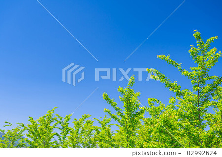 Fresh green zelkova and blue sky Fresh green zelkova and blue sky 102992624