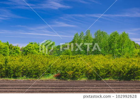 Fresh green trees and blue sky Fresh green trees and blue sky 102992628