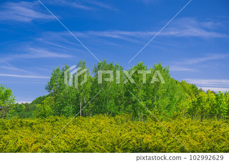 新鮮的綠色樹和藍天 新鮮的綠色樹和藍天 102992629