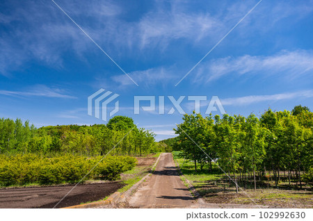 穿過新鮮綠樹的道路 穿過新鮮綠樹的道路 102992630