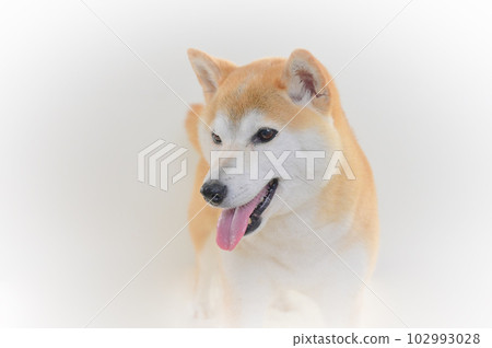 Shiba Inu Shiba Inu 102993028