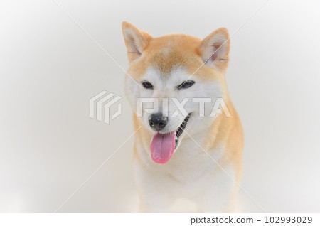 Shiba Inu Shiba Inu 102993029