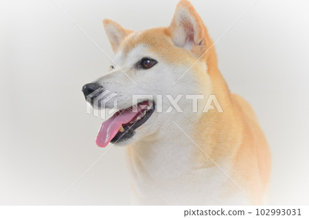 Shiba Inu Shiba Inu 102993031