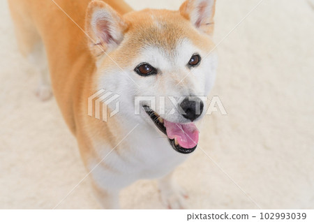 Shiba Inu Shiba Inu 102993039