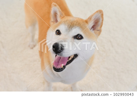 Shiba Inu 102993043