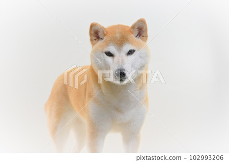 Shiba Inu Shiba Inu 102993206