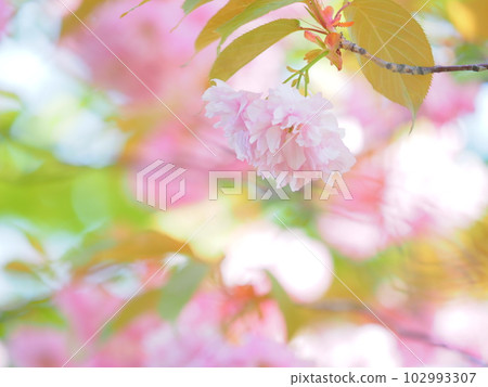 Early summer in Hokkaido Cute double cherry blossoms 102993307