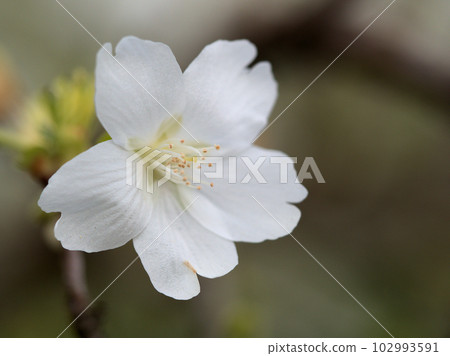 White bean cherry "Ryokugaku" blooming in April White bean cherry "Ryokugaku" blooming in April 102993591