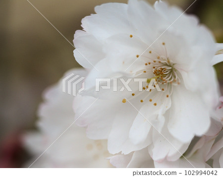 Pink cherry blossoms blooming in April ``Ikarugishiroyae'' Pink cherry blossoms blooming in April ``Ikarugishiroyae'' 102994042