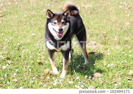 Kuroshiba strolling through his favorite park 102994171