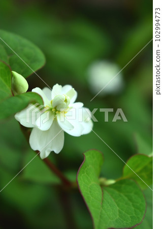 夏季花卉：Houttuynia cordata 一種在雨季開花的植物，花朵呈黃色，苞片呈白色。 102994773
