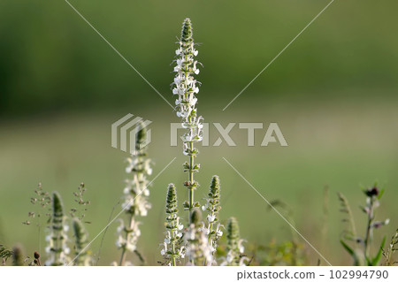 Austrian sage Austrian sage 102994790