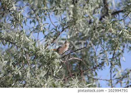 The thrush nightingale (Luscinia luscinia) 102994791