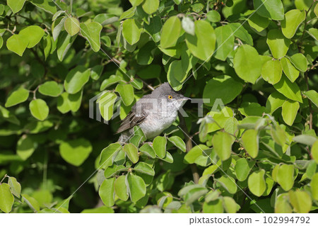 Amazing barred warbler (Curruca nisoria) 102994792
