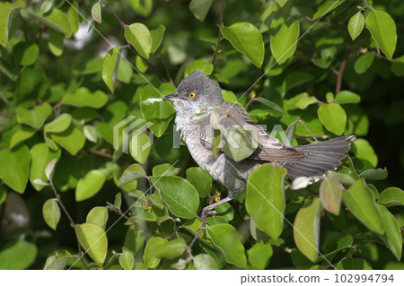 Amazing barred warbler (Curruca nisoria) Amazing barred warbler (Curruca nisoria) 102994794