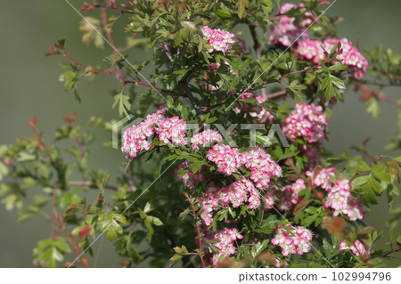 Spring hawthorn Spring hawthorn 102994796