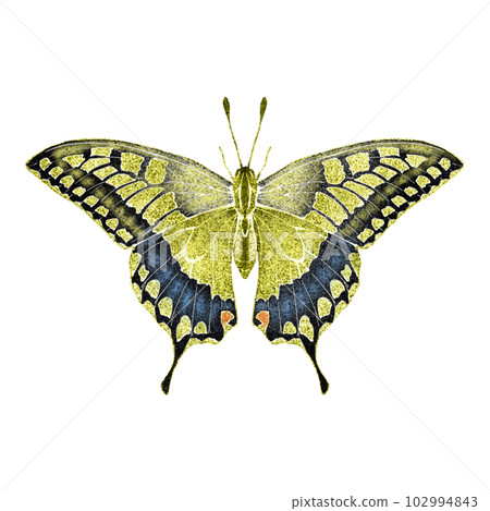 Swallowtail butterfly with spread wings / no main line 102994843