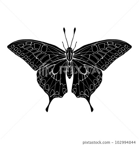 Swallowtail butterfly with spread wings / silhouette 102994844