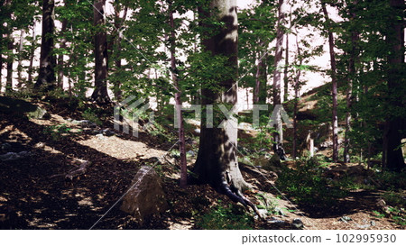 Light shining down in nature Light shining down in nature 102995930