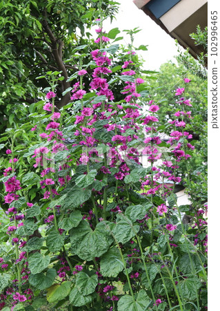 Purple flowers of mallow blooming in the spring garden Purple flowers of mallow blooming in the spring garden 102996465