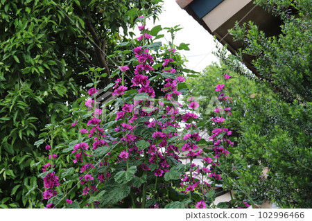 Purple flowers of mallow blooming in the spring garden 102996466