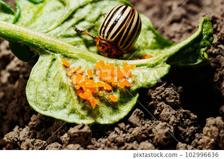 close-up. Orange larvae of the Colorado potato beetle on a green potato leaf. close-up. Orange larvae of the Colorado potato beetle on a green potato leaf. 102996636