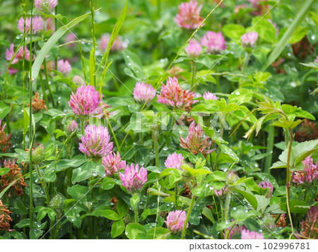 紅三葉草 紅三葉草 102996781