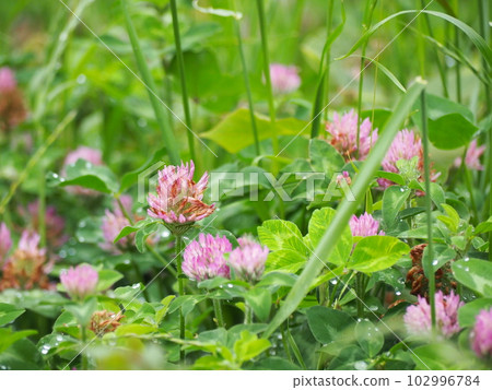 紅三葉草 102996784