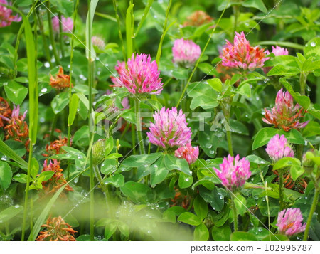 紅三葉草 102996787