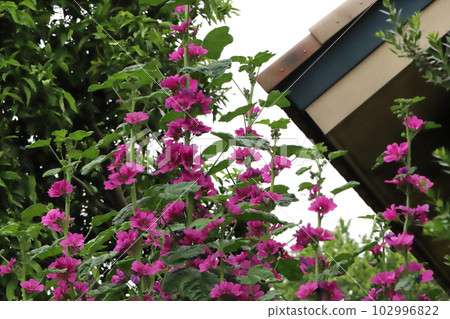 開花在春天庭院裡的錦葵紅色紫色花 102996822