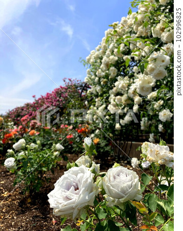 Mysterious Blue Rose Blue Heaven 102996825