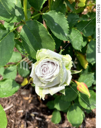 Mysterious Blue Rose Blue Heaven 102996826