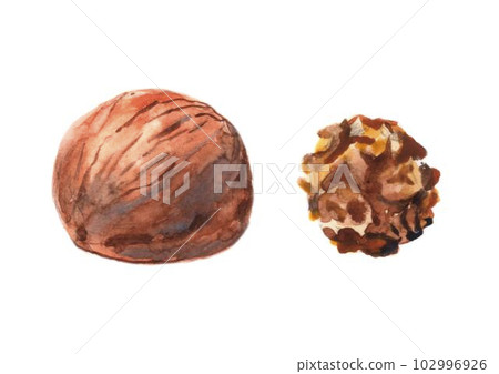 Walnut watercolor illustration. Shell nuts. Illustration in a realistic style 102996926