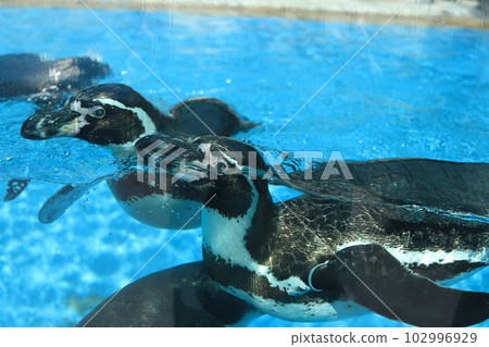 Toba Aquarium Penguins showing their faces Toba Aquarium Penguins showing their faces 102996929