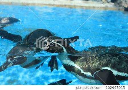 Toba Aquarium Playing penguins Toba Aquarium Playing penguins 102997015