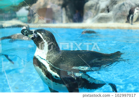 Toba Aquarium Penguin Exhibition 102997017