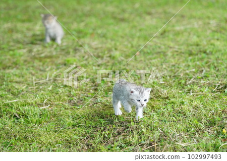 幾周大的可愛小貓 102997493